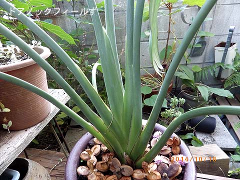 f:id:dk_hanaya:20141018160633j:plain