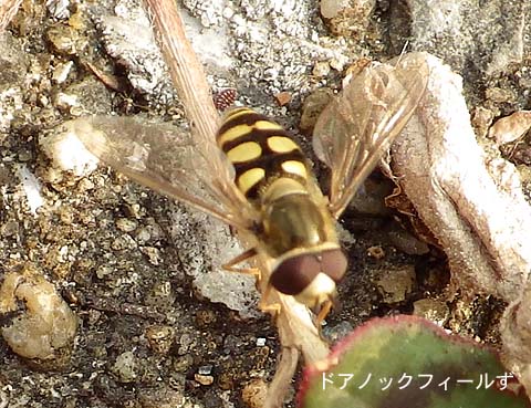 f:id:dk_hanaya:20141112091404j:plain