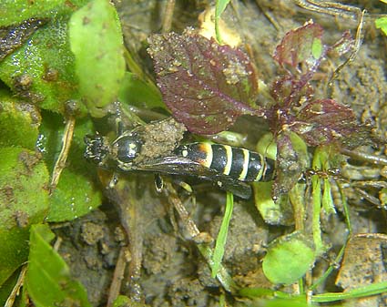 f:id:dk_hanaya:20150104130800j:plain