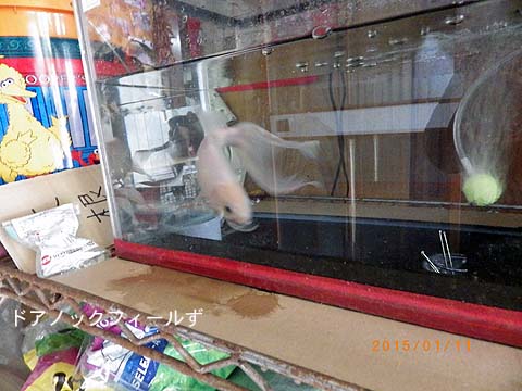 f:id:dk_hanaya:20150111124024j:plain f:id:dk_hanaya:20150111124024j:plain