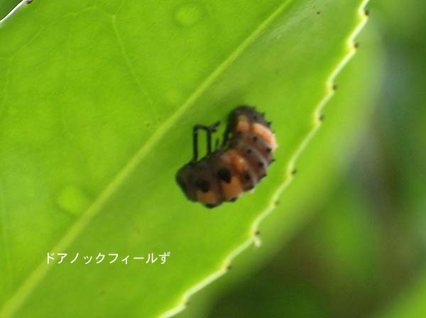 f:id:dk_hanaya:20150530093734j:plain f:id:dk_hanaya:20150530093734j:plain
