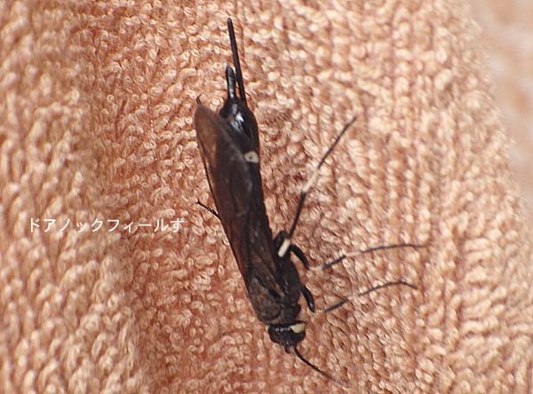 f:id:dk_hanaya:20150613150804j:plain