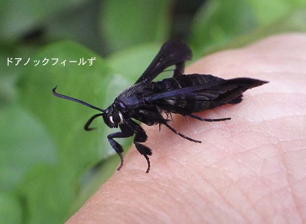 f:id:dk_hanaya:20150625062741j:plain