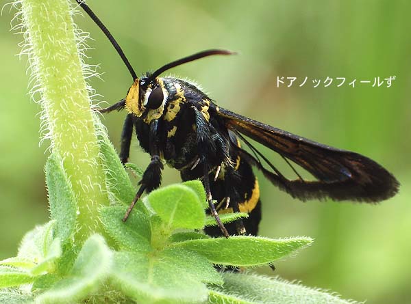 f:id:dk_hanaya:20150626102650j:plain