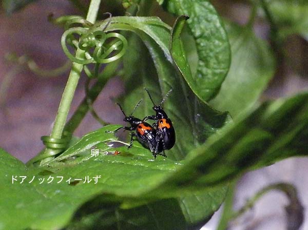 f:id:dk_hanaya:20150725145957j:plain