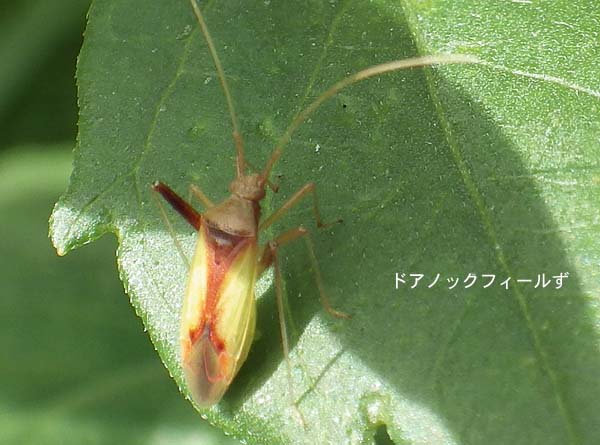 f:id:dk_hanaya:20150727090537j:plain f:id:dk_hanaya:20150727090537j:plain