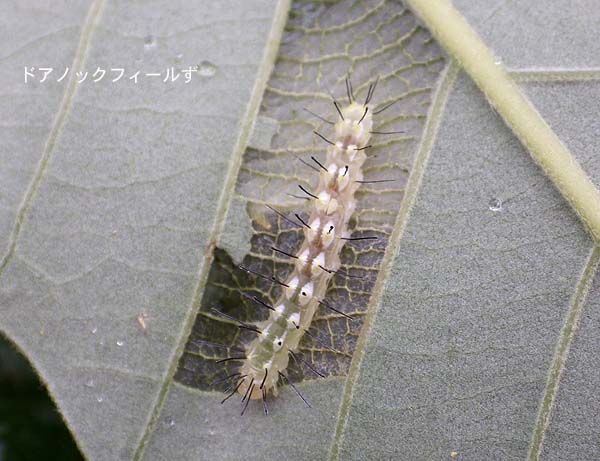 f:id:dk_hanaya:20150930135050j:plain