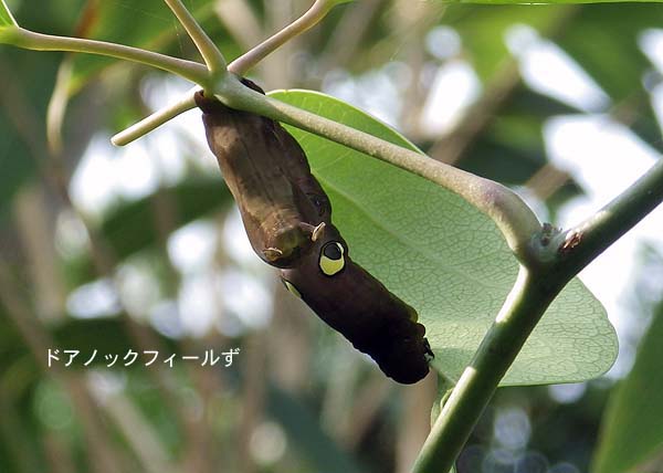 f:id:dk_hanaya:20151021105437j:plain f:id:dk_hanaya:20151021105437j:plain