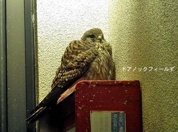 f:id:dk_hanaya:20151229065906j:plain