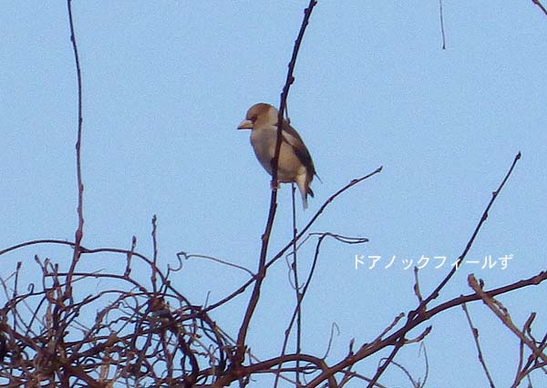 f:id:dk_hanaya:20160305075557j:plain