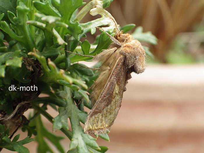 f:id:dk_hanaya:20160331155816j:plain