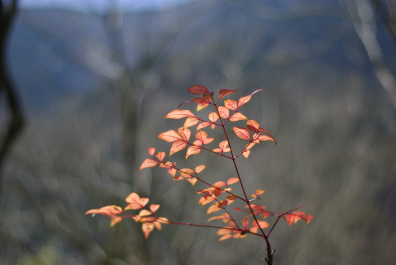 f:id:dobonkai:20090310124639j:plain