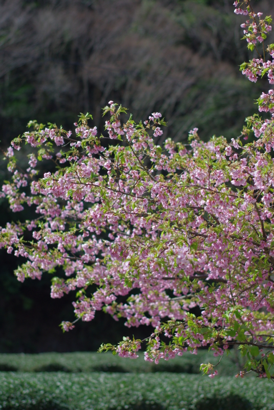 f:id:dobonkai:20090310130033j:plain