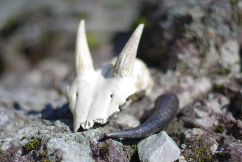 f:id:dobonkai:20090310132146j:plain