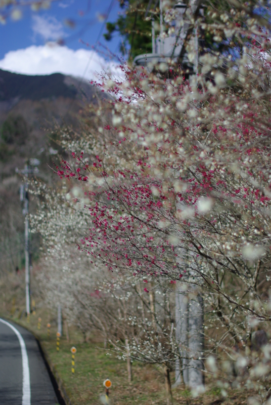 f:id:dobonkai:20090310141826j:plain