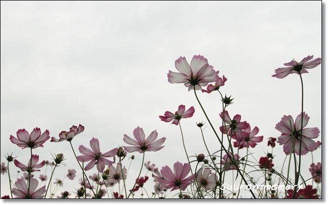 f:id:dogaroma:20121017132101j:plain f:id:dogaroma:20121017132101j:plain