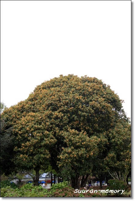 f:id:dogaroma:20121017132514j:plain f:id:dogaroma:20121017132514j:plain