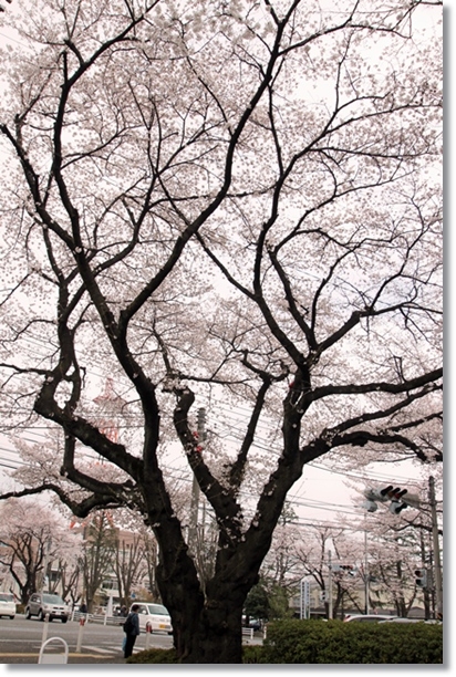 f:id:dogaroma:20130324224113j:plain f:id:dogaroma:20130324224113j:plain