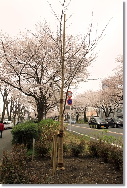 f:id:dogaroma:20130324224152j:plain f:id:dogaroma:20130324224152j:plain