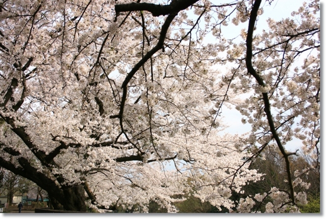 f:id:dogaroma:20130401182527j:plain f:id:dogaroma:20130401182527j:plain