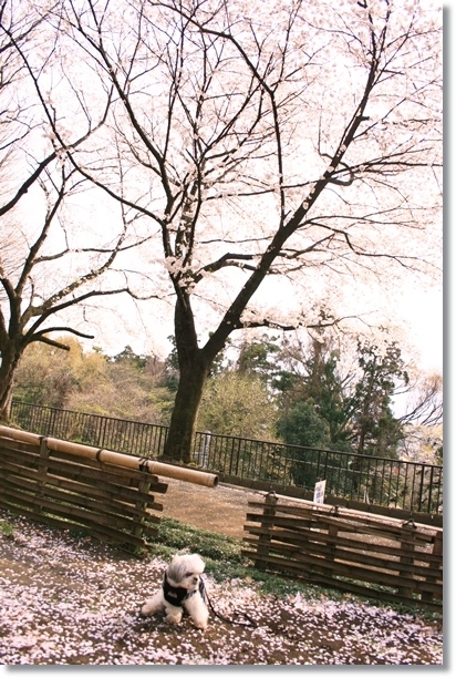 f:id:dogaroma:20130401182545j:plain f:id:dogaroma:20130401182545j:plain