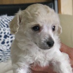 f:id:doglien:20150531142311j:plain f:id:doglien:20150531142311j:plain