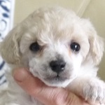 f:id:doglien:20150531142318j:plain f:id:doglien:20150531142318j:plain