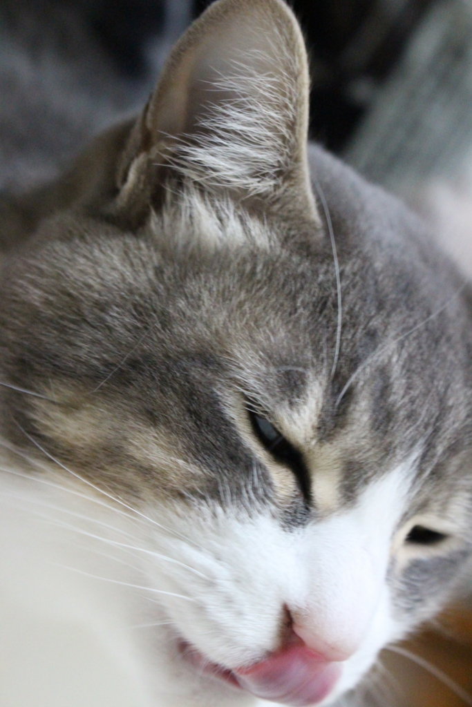 f:id:dohid:20151222005738j:plain