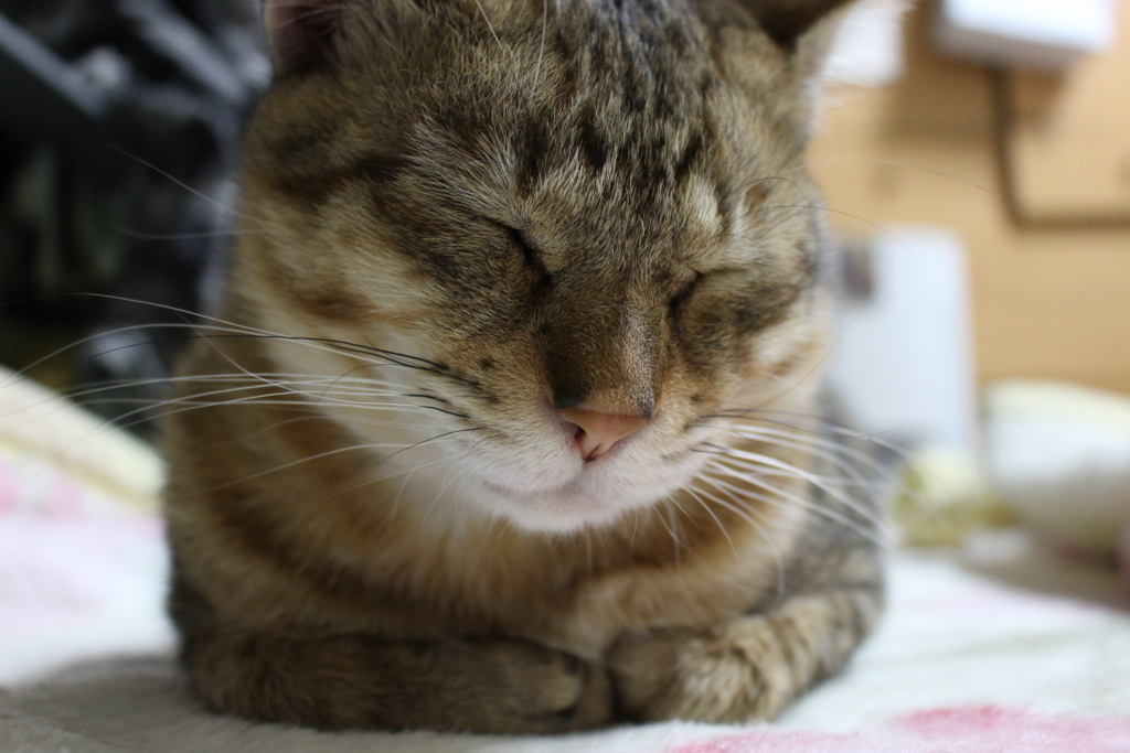 f:id:dohid:20151228110317j:plain