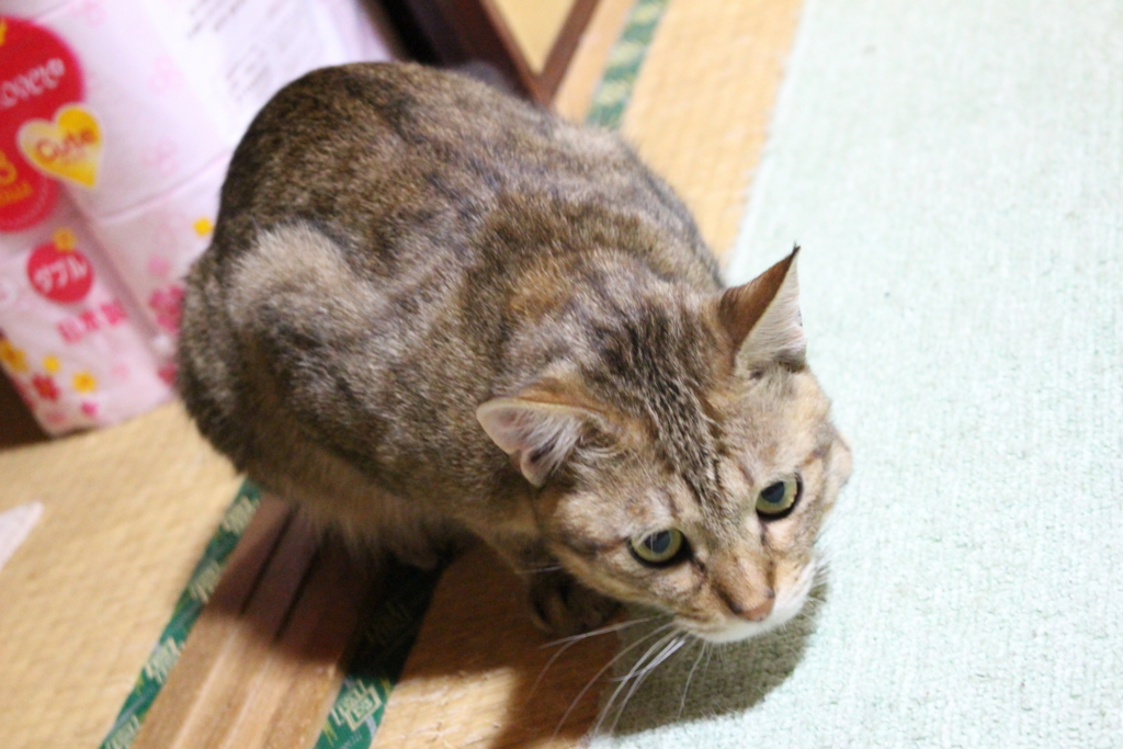 f:id:dohid:20160110141636j:plain