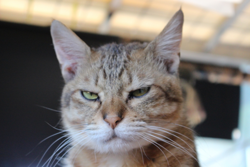 f:id:dohid:20160114152924j:plain