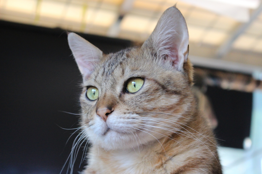 f:id:dohid:20160116005731j:plain