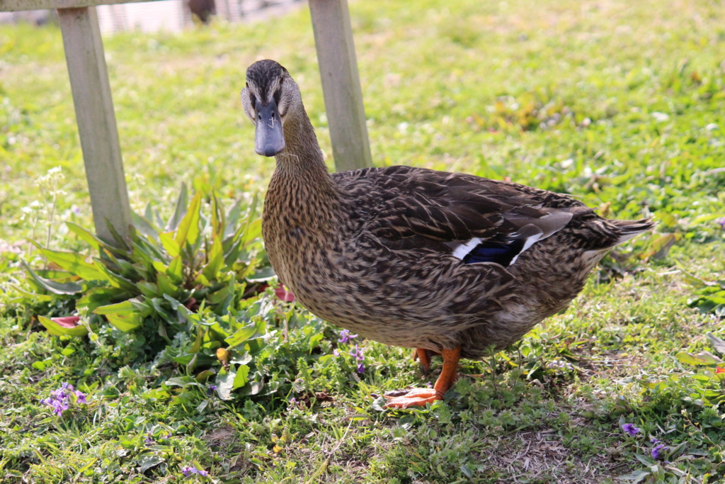 f:id:dohid:20160128011103j:plain