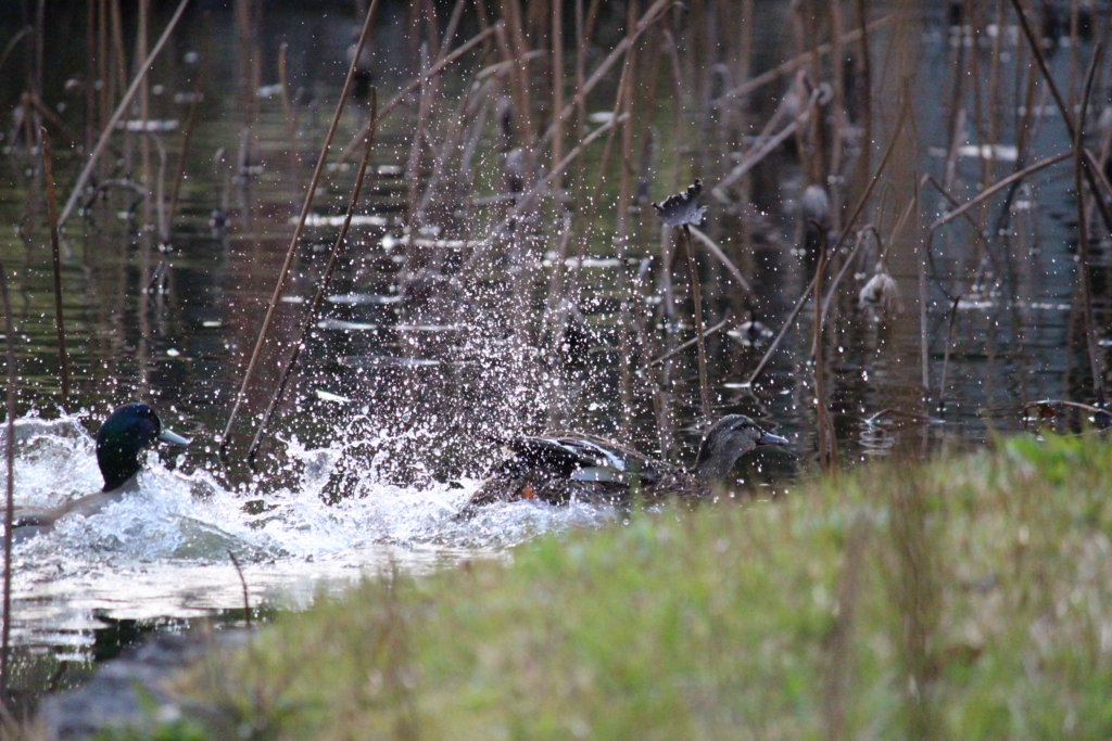 f:id:dohid:20160129003431j:plain