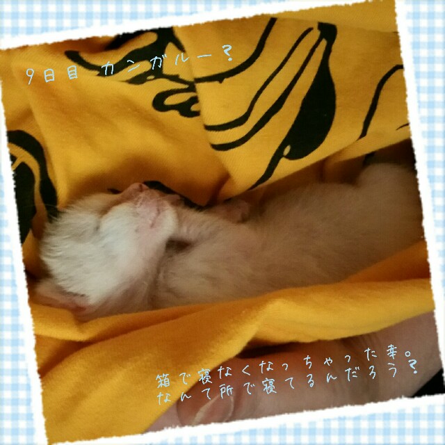 f:id:dohkeshi:20160526101041j:image f:id:dohkeshi:20160526101041j:image