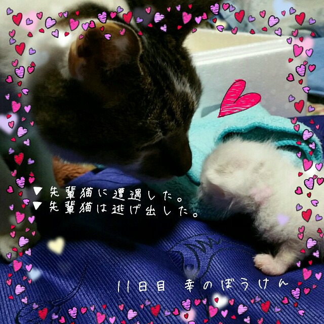 f:id:dohkeshi:20160526192110j:image f:id:dohkeshi:20160526192110j:image