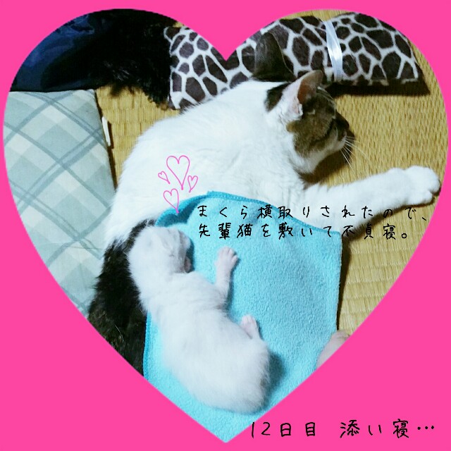 f:id:dohkeshi:20160526192549j:image f:id:dohkeshi:20160526192549j:image