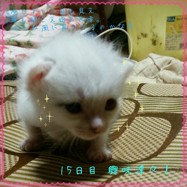 f:id:dohkeshi:20160527081308j:image f:id:dohkeshi:20160527081308j:image