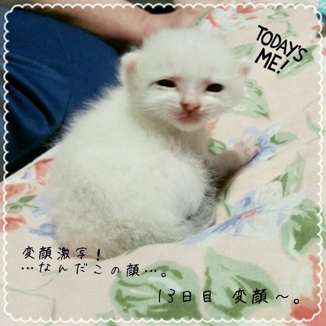 f:id:dohkeshi:20160527083300j:image f:id:dohkeshi:20160527083300j:image