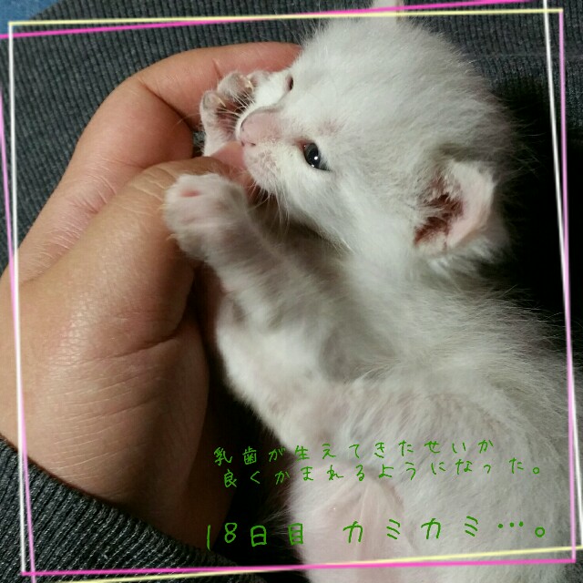 f:id:dohkeshi:20160530081747j:image f:id:dohkeshi:20160530081747j:image