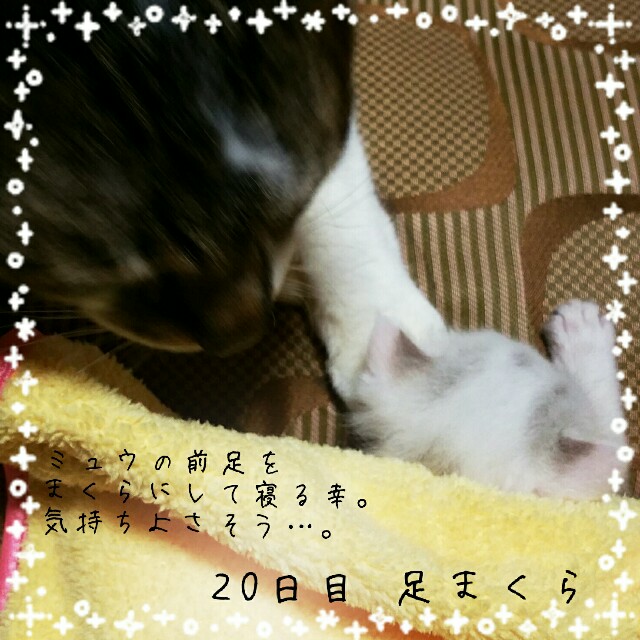 f:id:dohkeshi:20160530083551j:image f:id:dohkeshi:20160530083551j:image