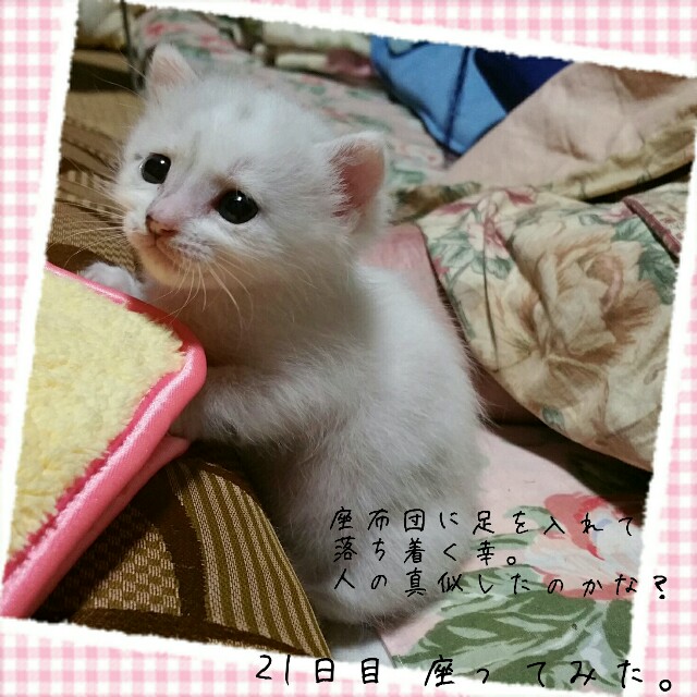 f:id:dohkeshi:20160530201755j:image f:id:dohkeshi:20160530201755j:image