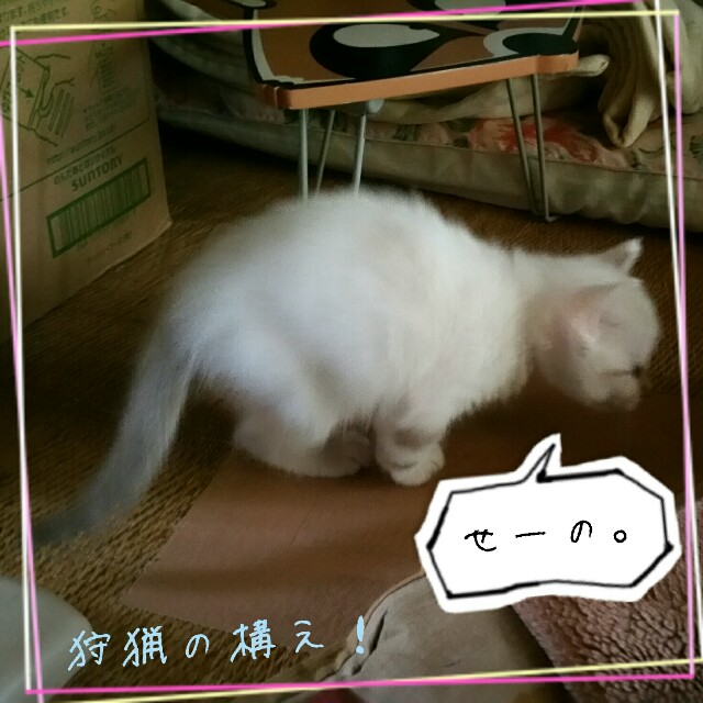 f:id:dohkeshi:20160605224815j:image f:id:dohkeshi:20160605224815j:image