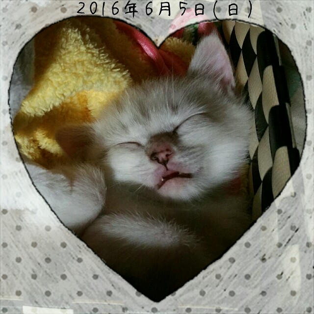 f:id:dohkeshi:20160606002234j:image f:id:dohkeshi:20160606002234j:image
