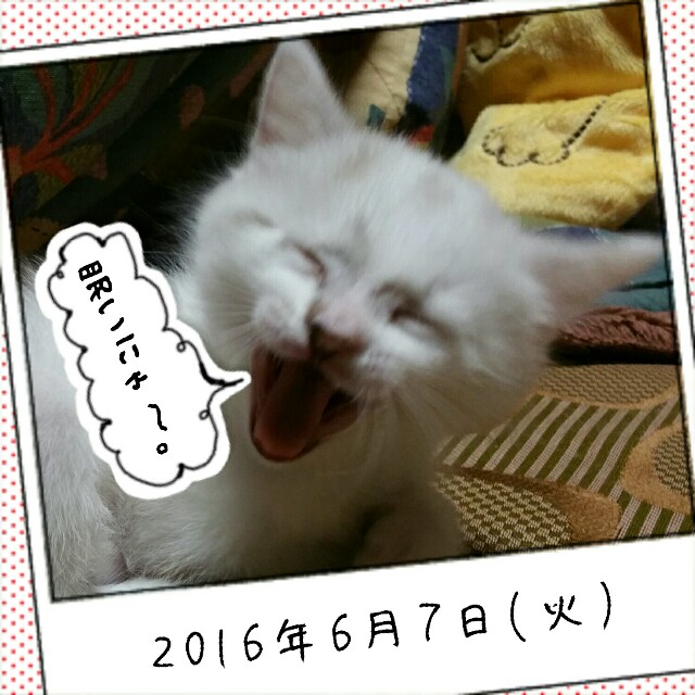 f:id:dohkeshi:20160607234442j:image f:id:dohkeshi:20160607234442j:image
