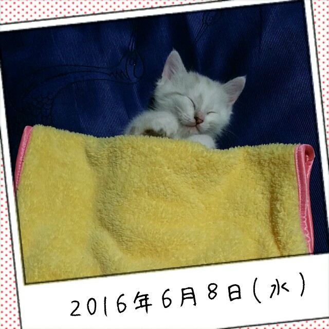 f:id:dohkeshi:20160608202414j:image f:id:dohkeshi:20160608202414j:image