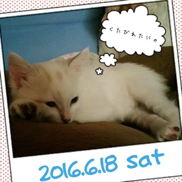 f:id:dohkeshi:20160618131350j:image f:id:dohkeshi:20160618131350j:image