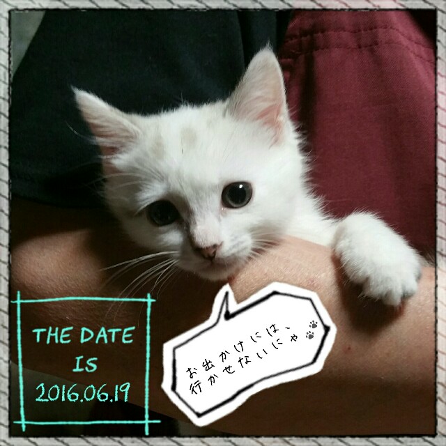 f:id:dohkeshi:20160619213136j:image f:id:dohkeshi:20160619213136j:image