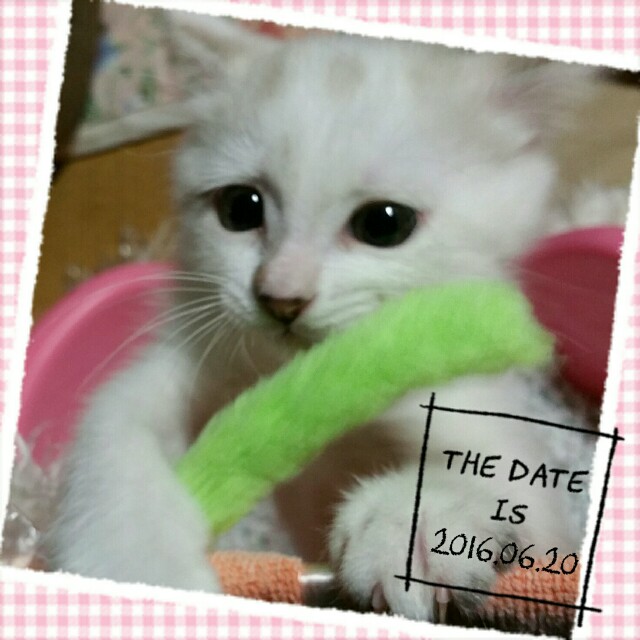 f:id:dohkeshi:20160621204750j:image f:id:dohkeshi:20160621204750j:image