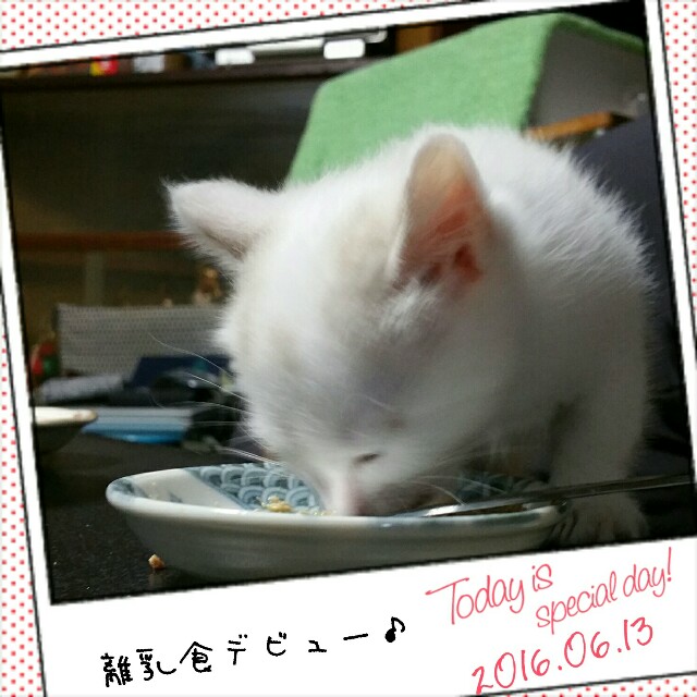 f:id:dohkeshi:20160623124504j:image f:id:dohkeshi:20160623124504j:image